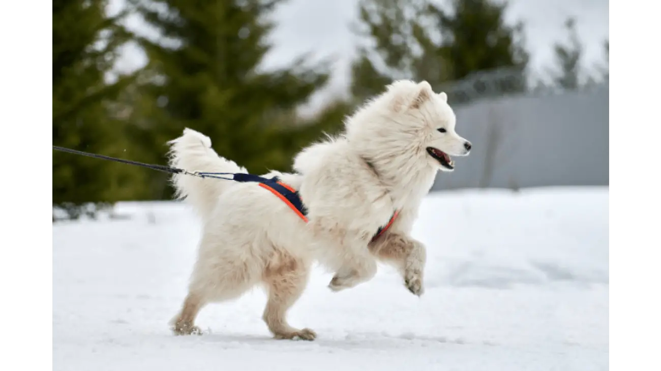 Samojed 0