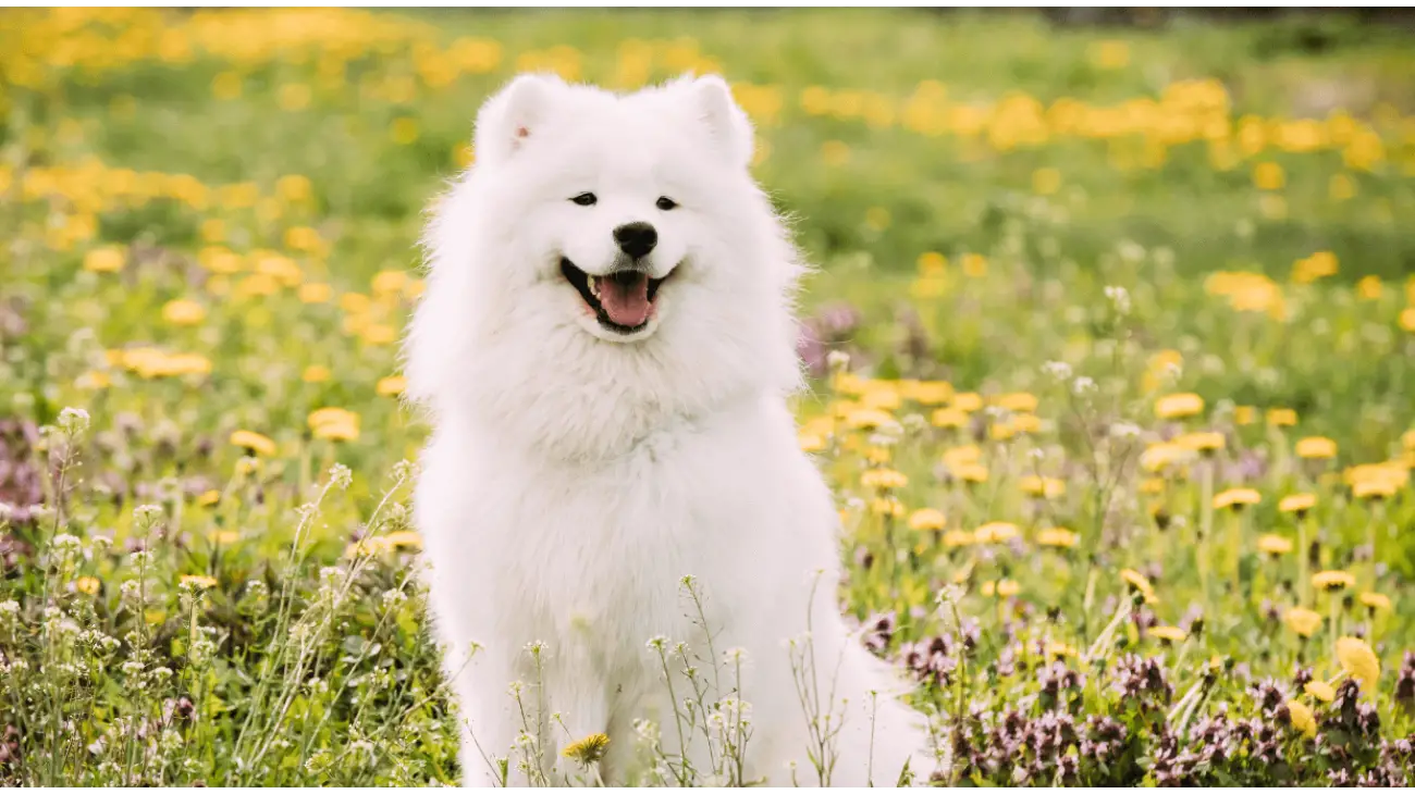 Samoyed