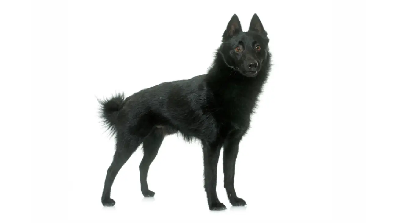 Schipperke 2