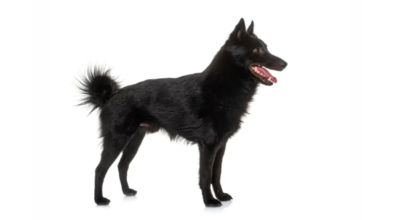 Schipperke 3