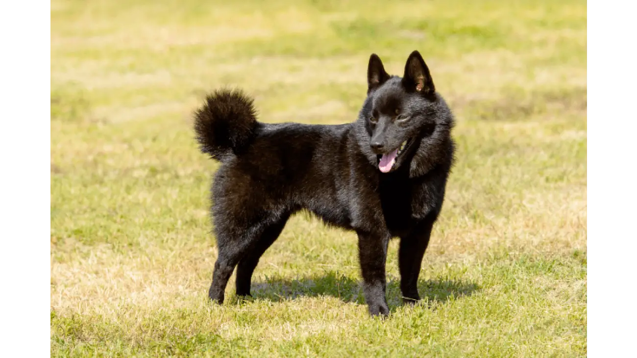 Schipperke 0