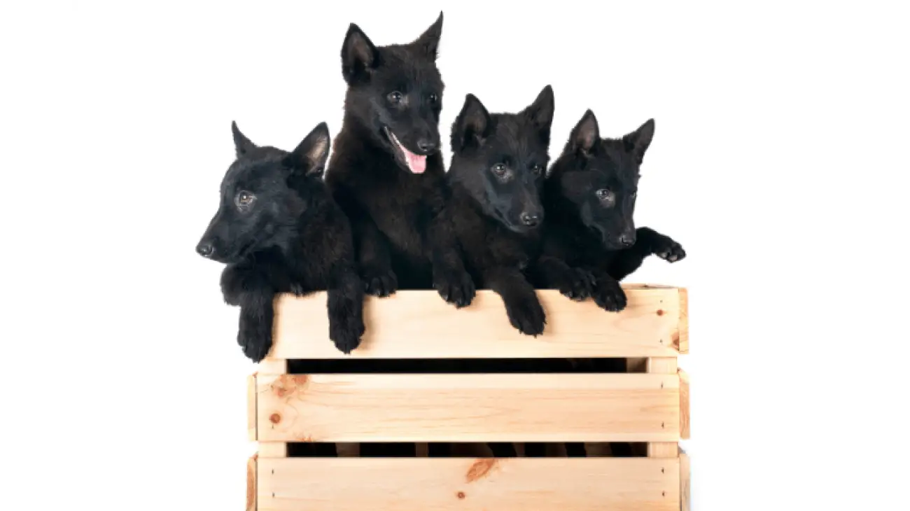 Schipperke 1