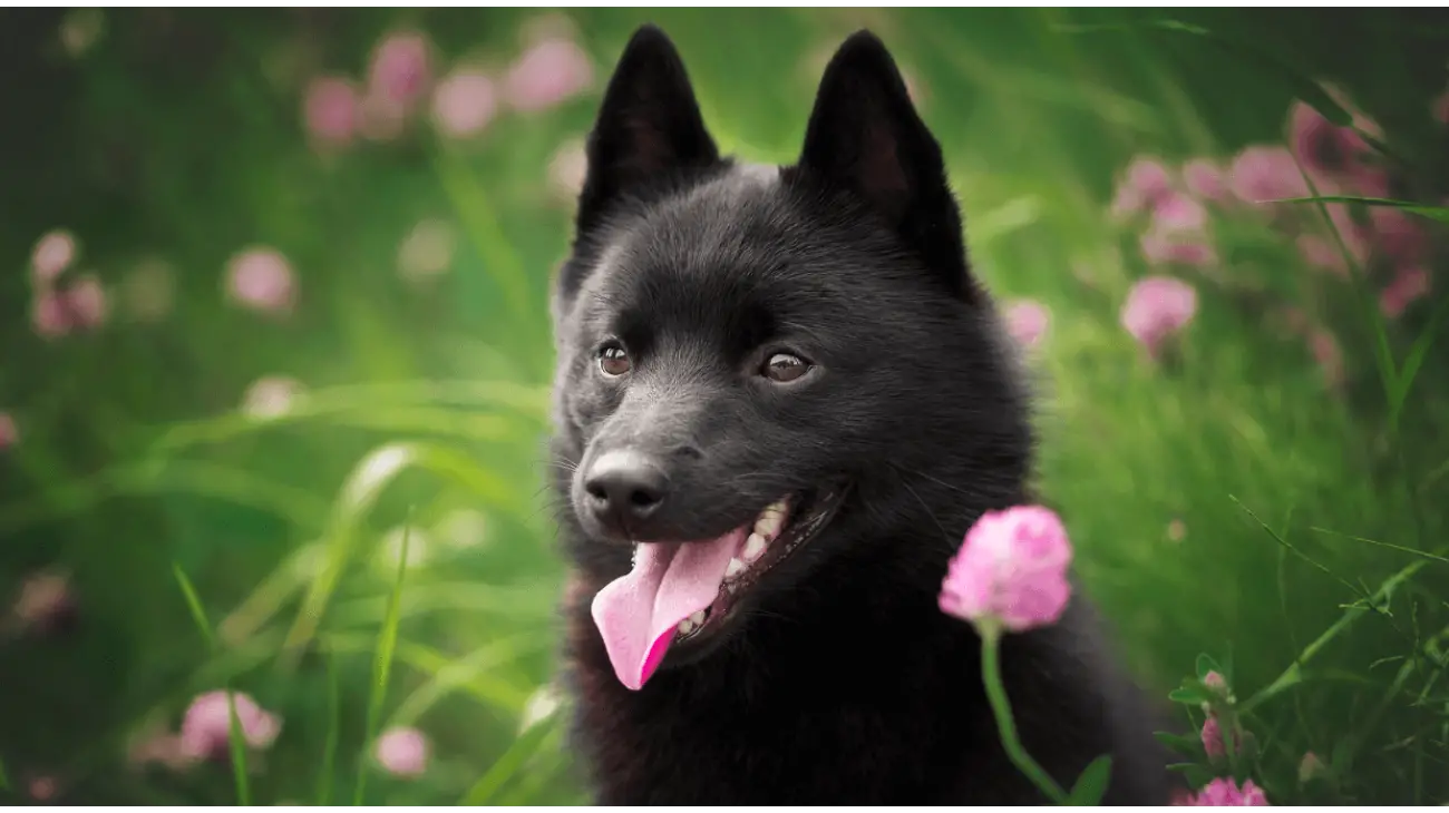 Schipperke