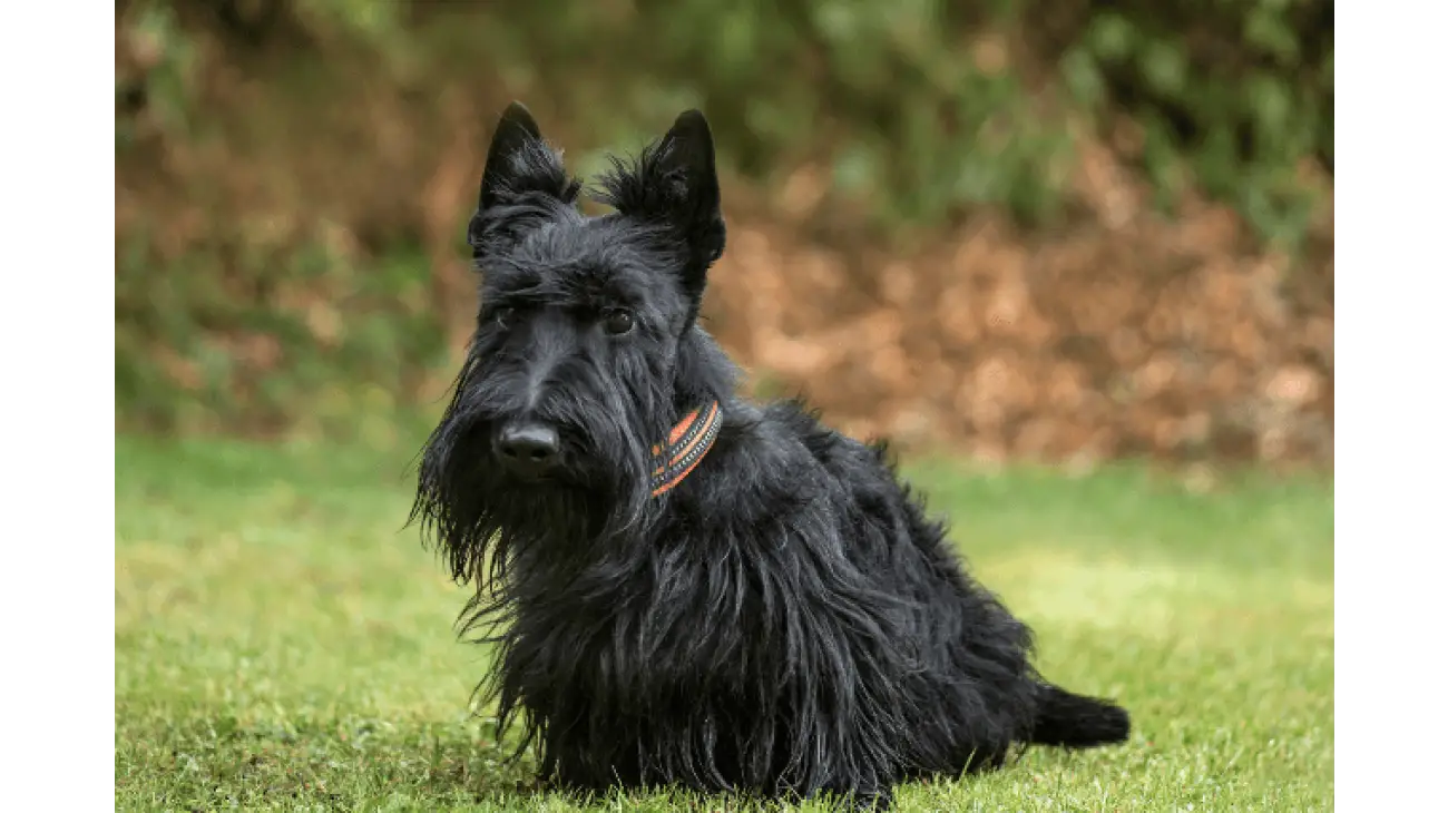 Scottish Terrier 1