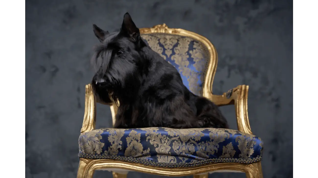 Scottish Terrier 2