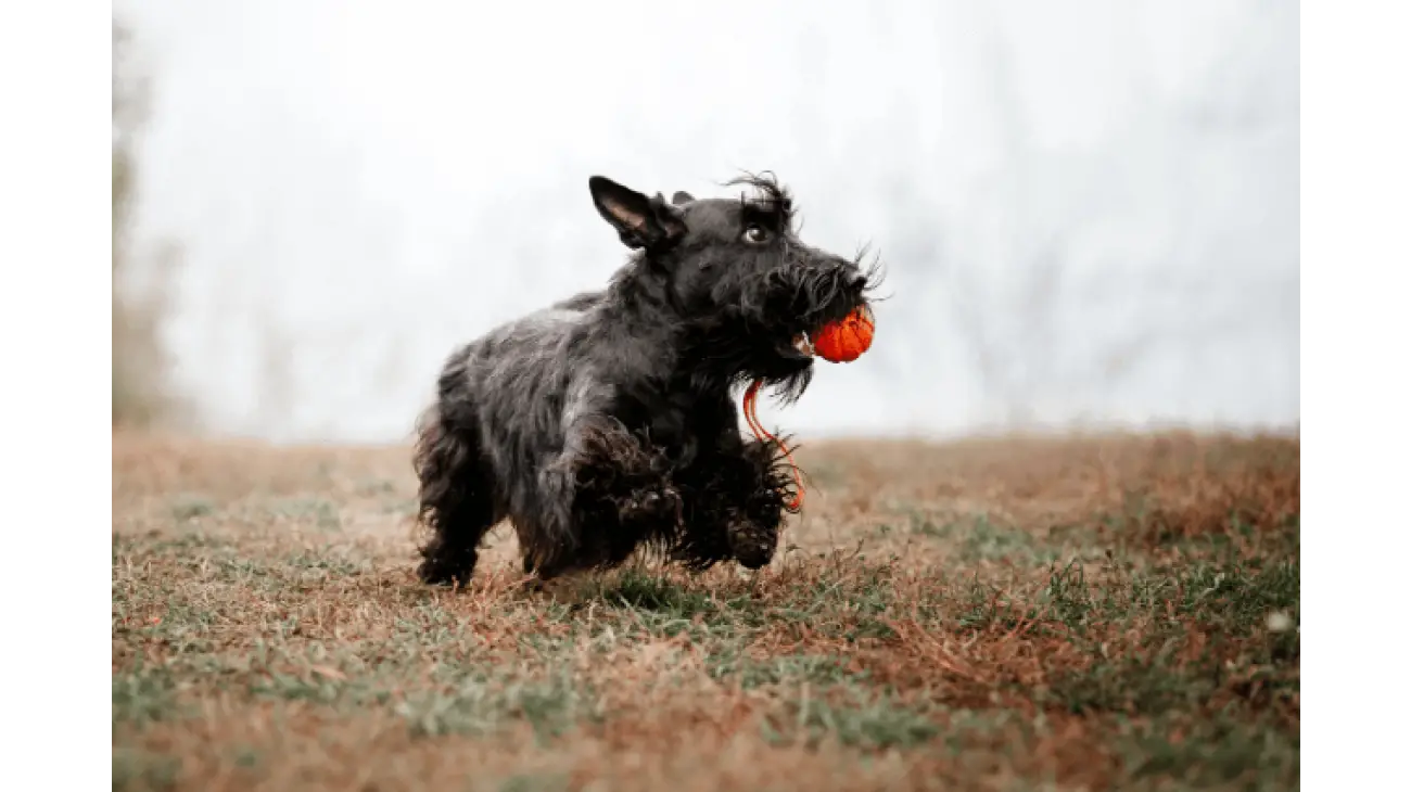 Scottish Terrier 3