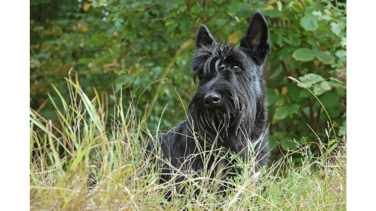 Scottish Terrier 4