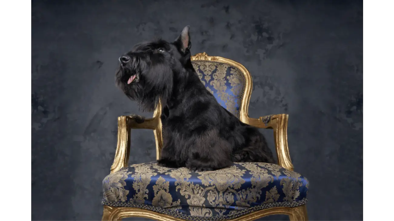 Scottish Terrier 0