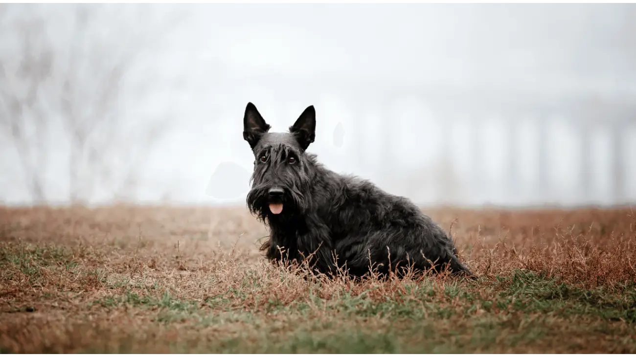 Scottish Terrier