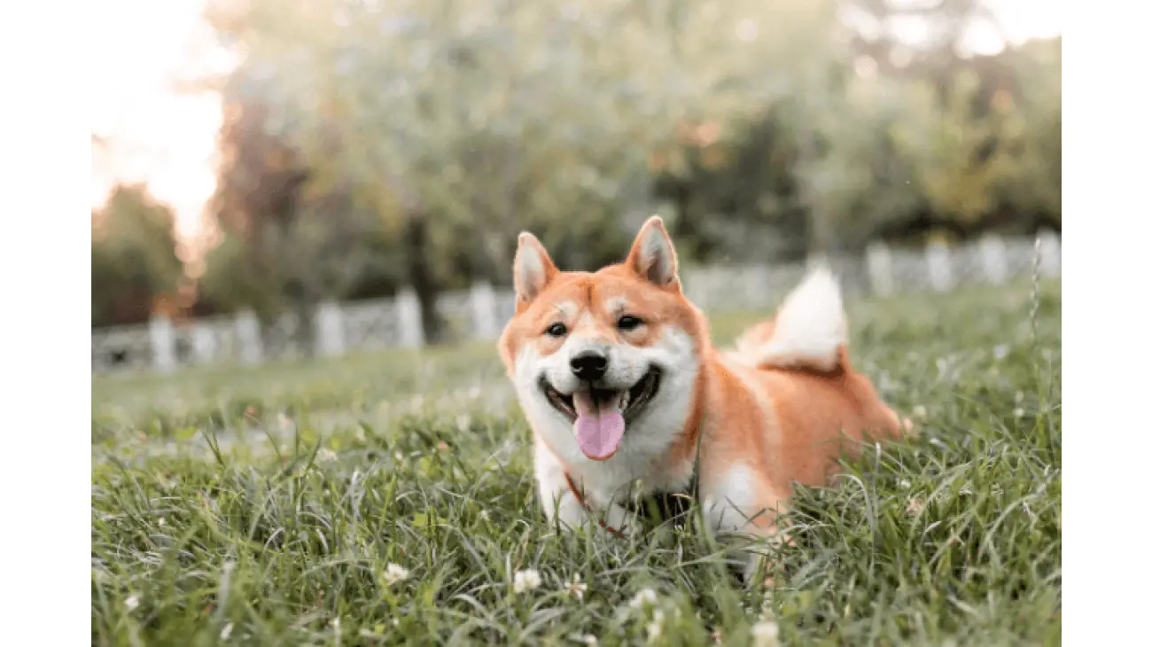 Shiba Inu 1