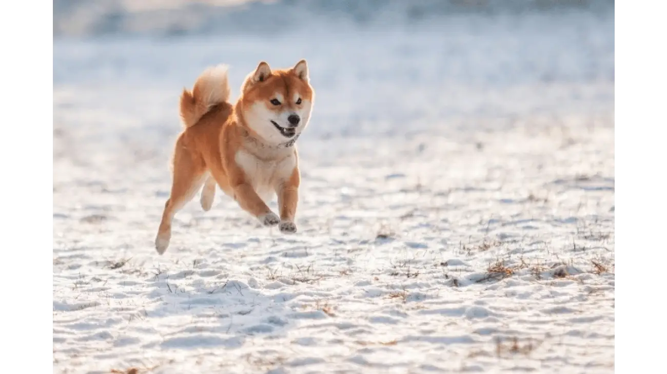 Shiba Inu 4