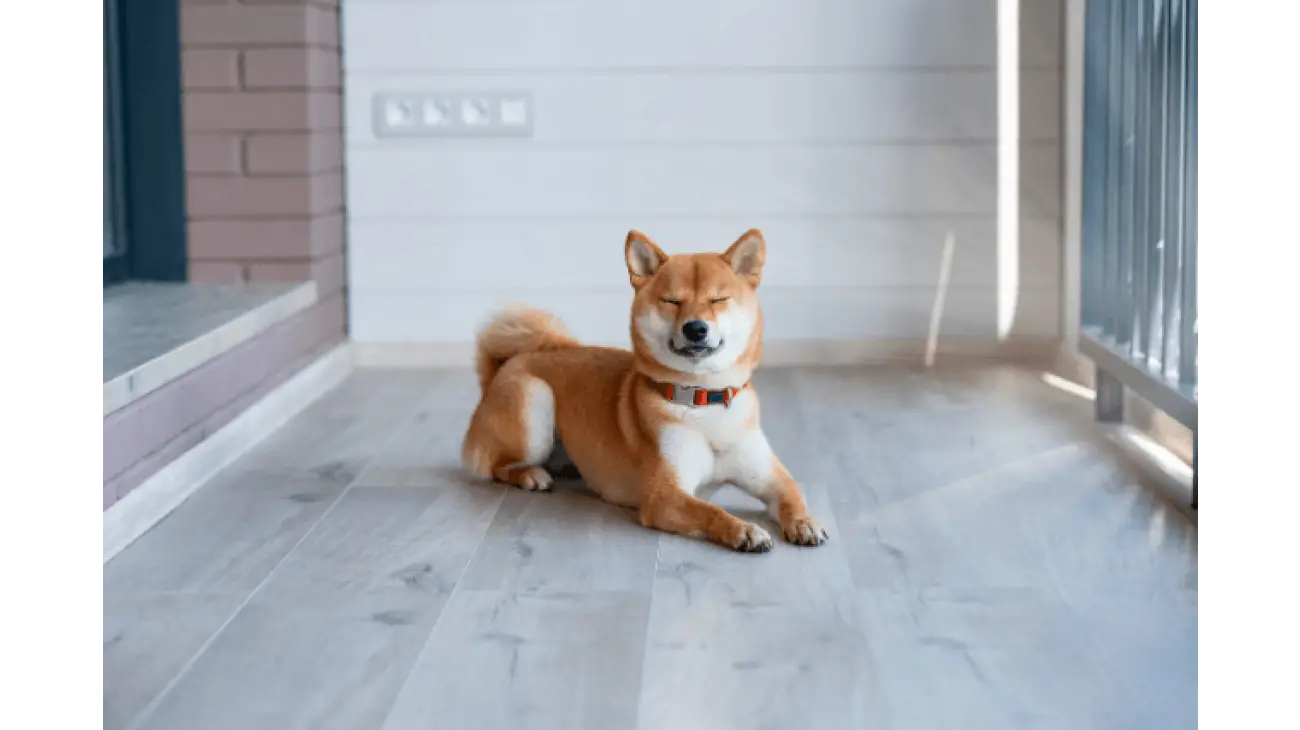 Shiba Inu 5