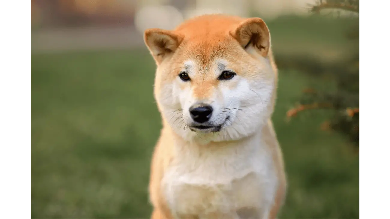 Shiba Inu 0