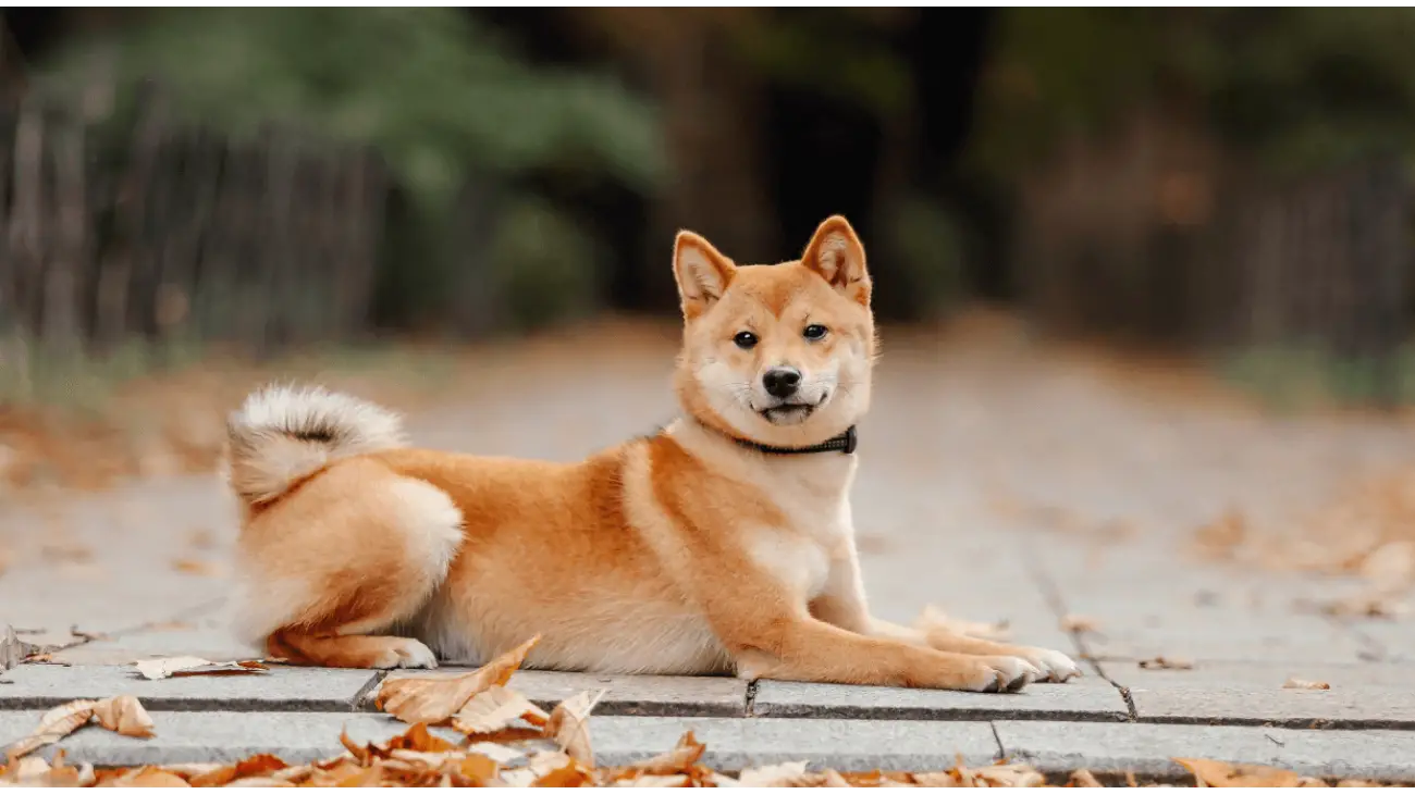 Shiba Inu