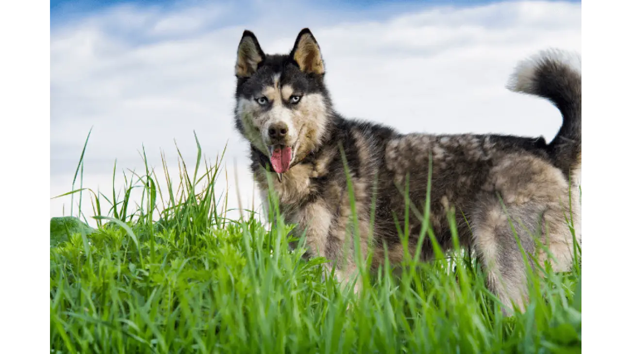 Siberian Husky 2