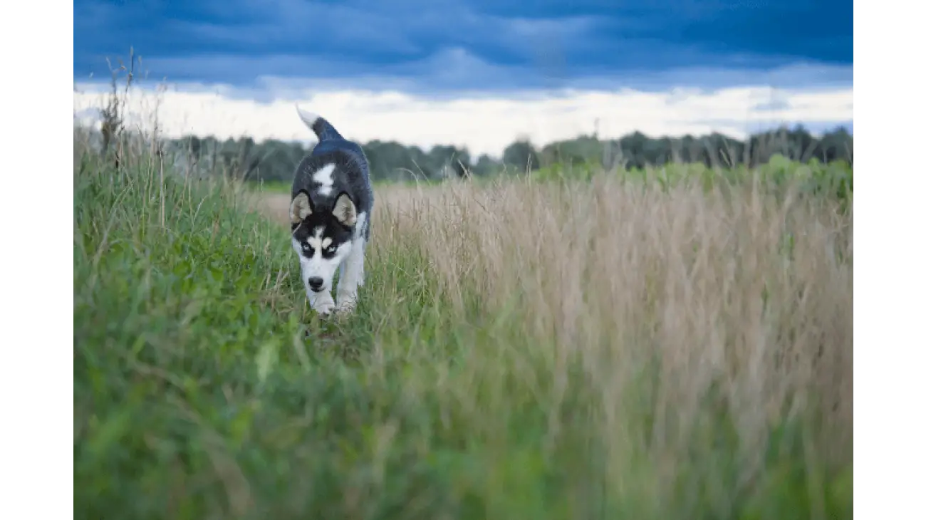 Siberian Husky 3