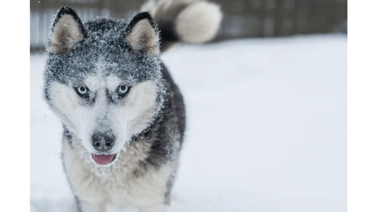 Siberian Husky 4