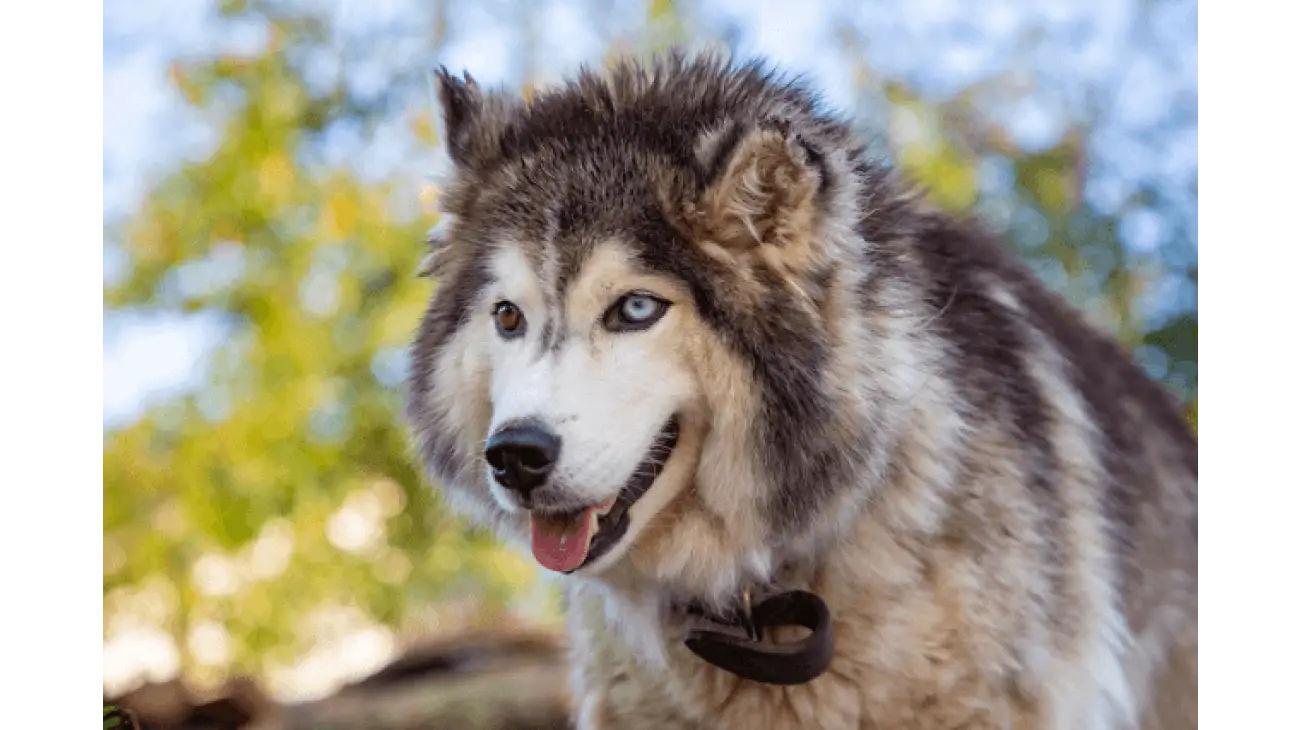 Siberian Husky 5