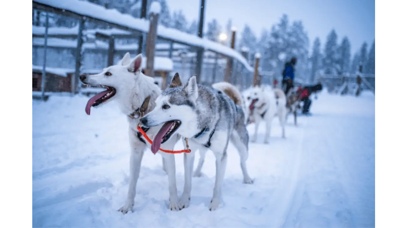 Siberian Husky 0