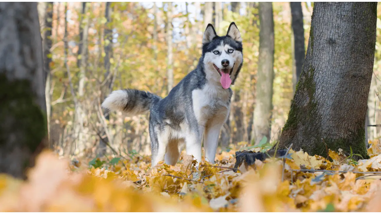 Siberian Husky