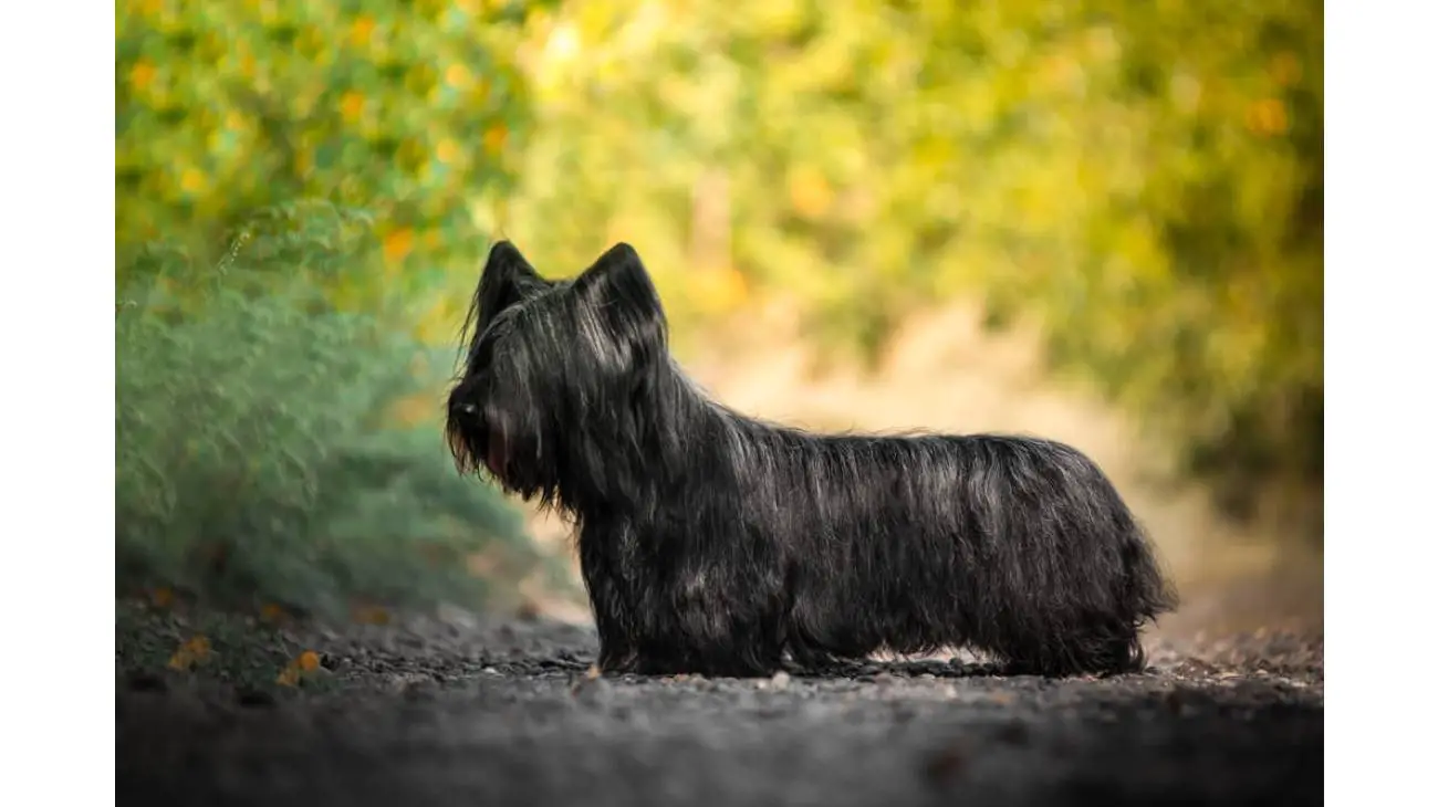 Skye Terrier