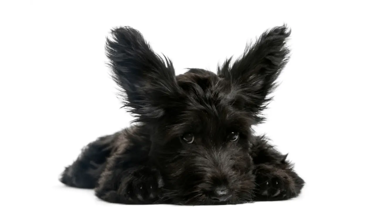 Skye Terrier 1