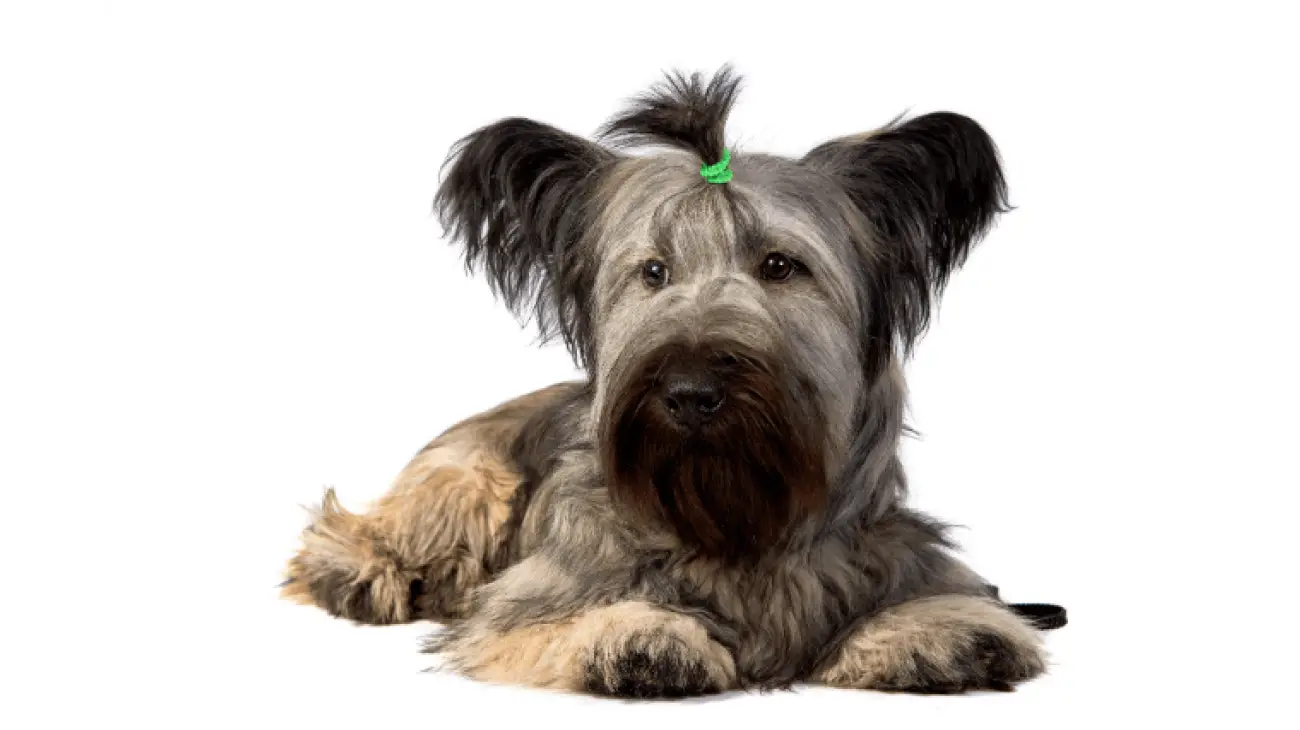 Skye Terrier 2