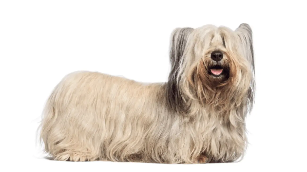 Skye Terrier 3