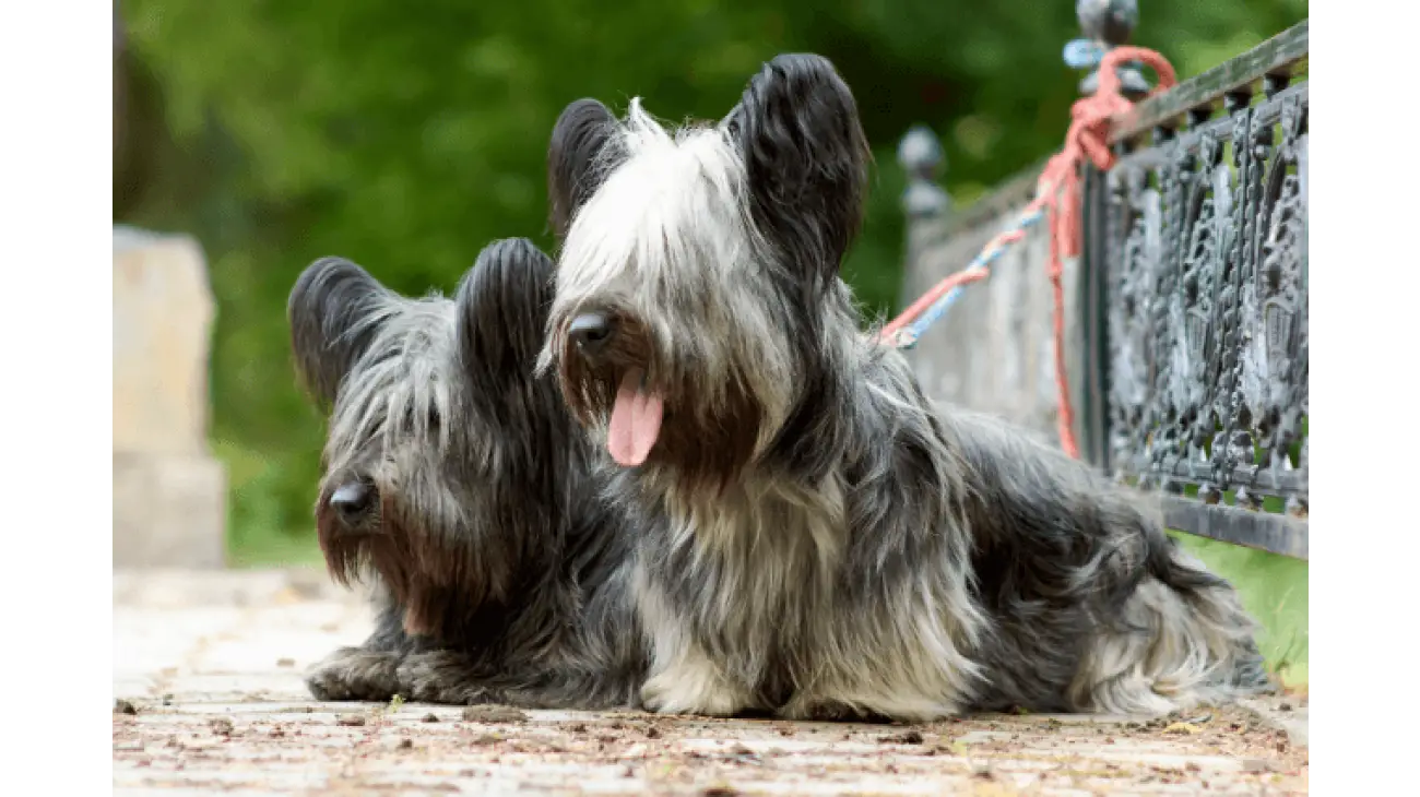 Skye Terrier 4