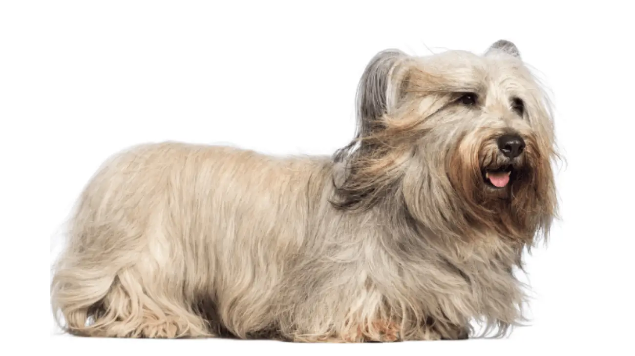 Skye Terrier 0