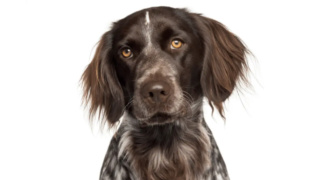 small_munsterlander_3.png?resize=1