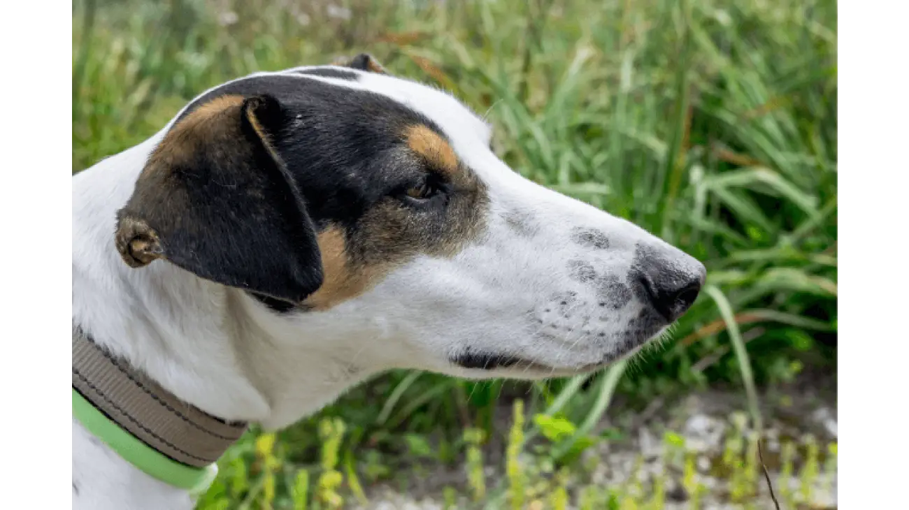 Fox Terrier a poil lisse 2