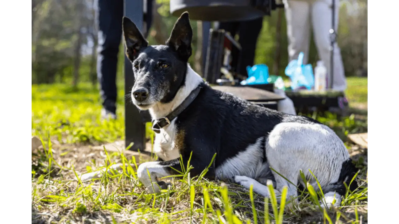 Fox Terrier a poil lisse 3