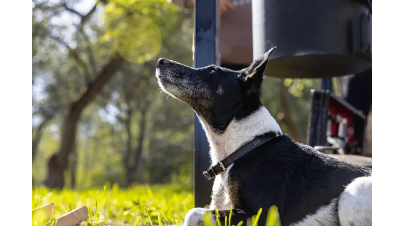 Fox Terrier a poil lisse 4