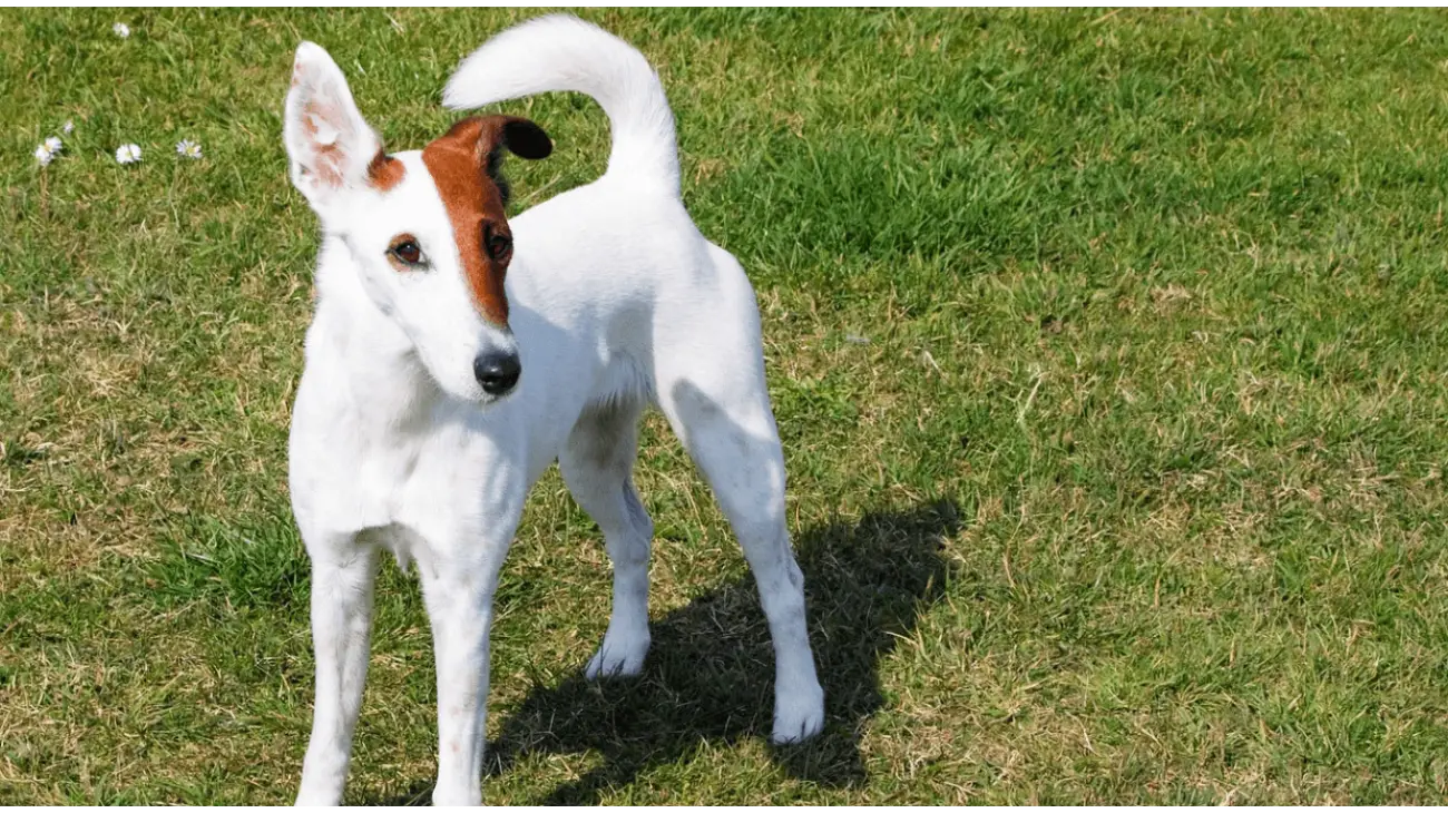 Smooth Fox Terrier