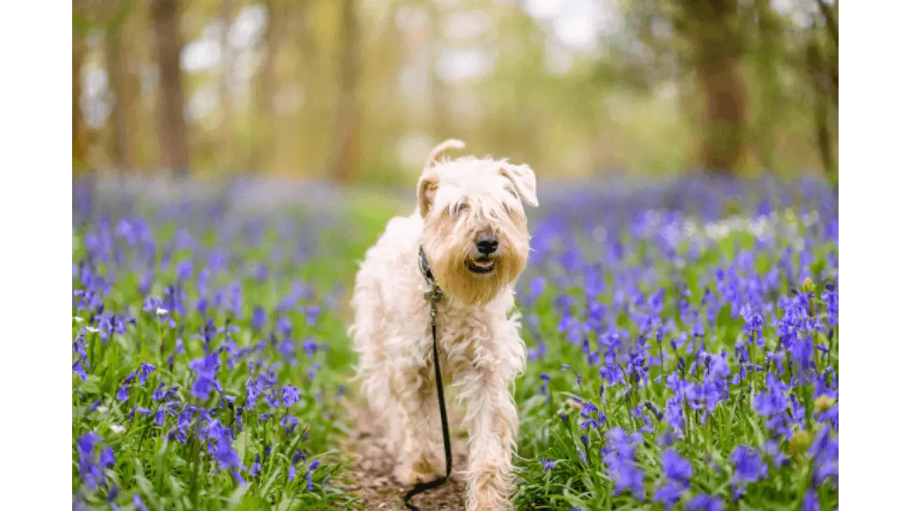 Soft-Coated Wheaten Terrier 3