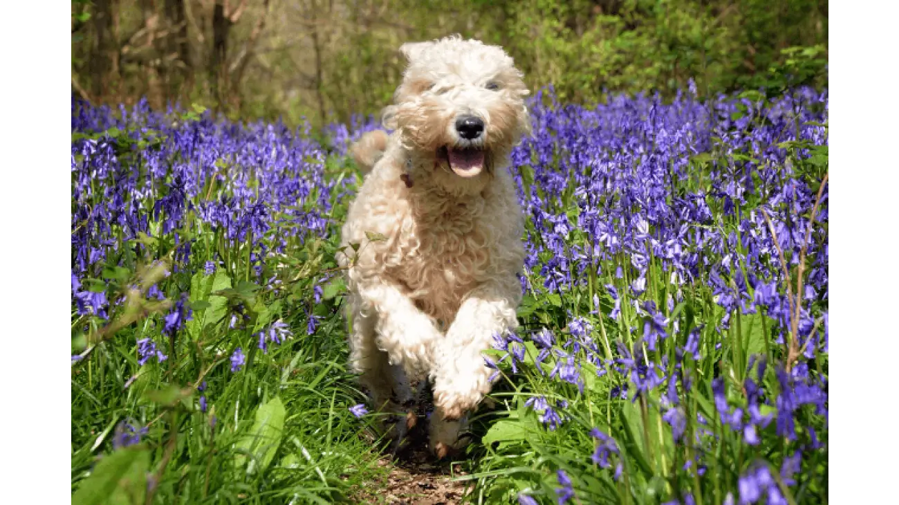 Soft-Coated Wheaten Terrier 4