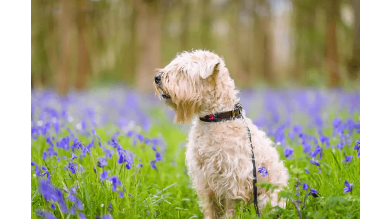 Soft-Coated Wheaten Terrier 0