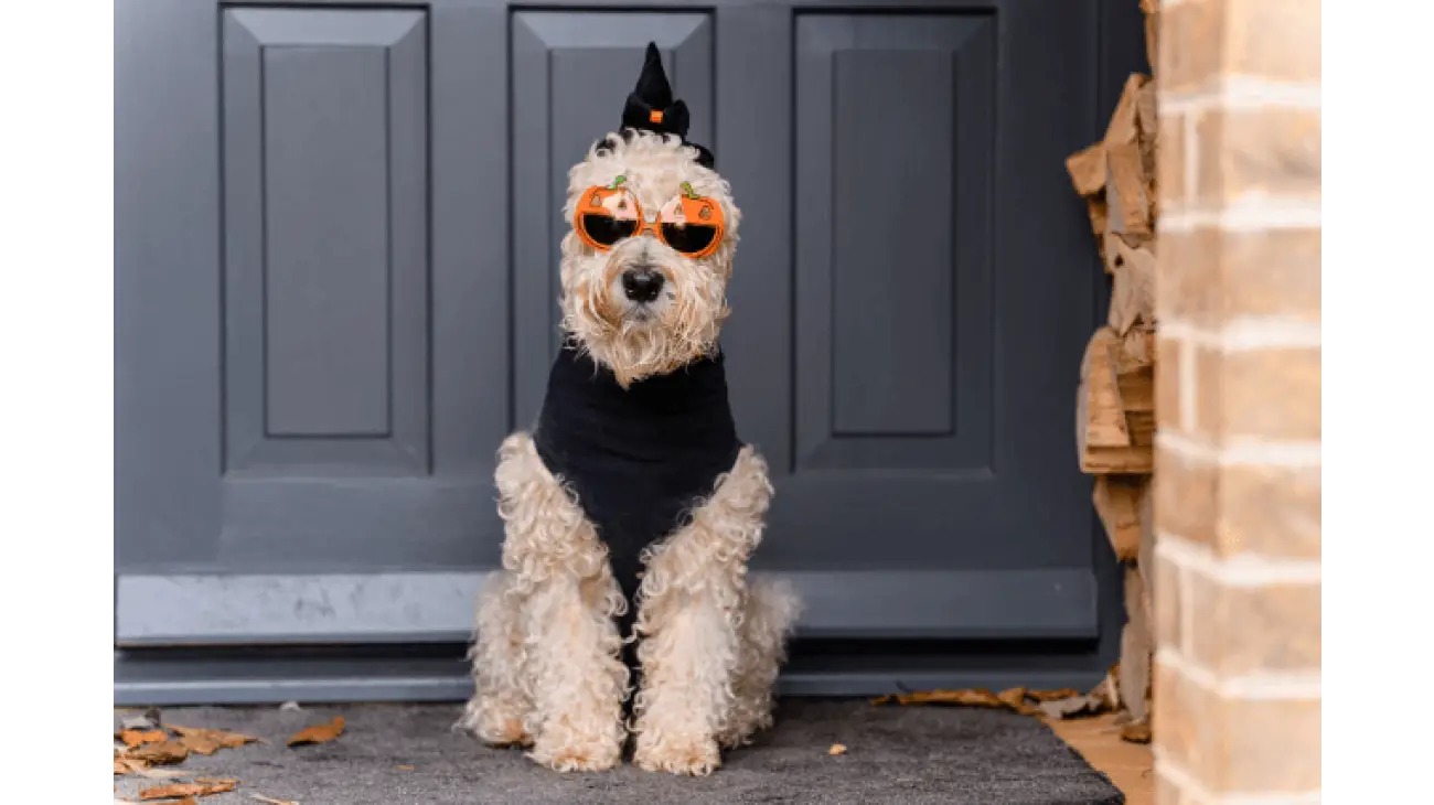 Soft-Coated Wheaten Terrier 1