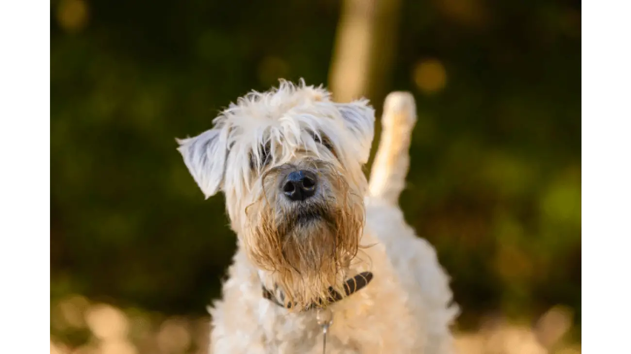 Soft-Coated Wheaten Terrier 2