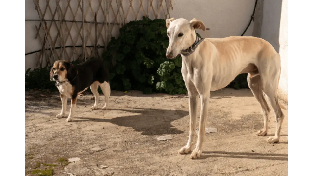 Spanish Greyhound 1