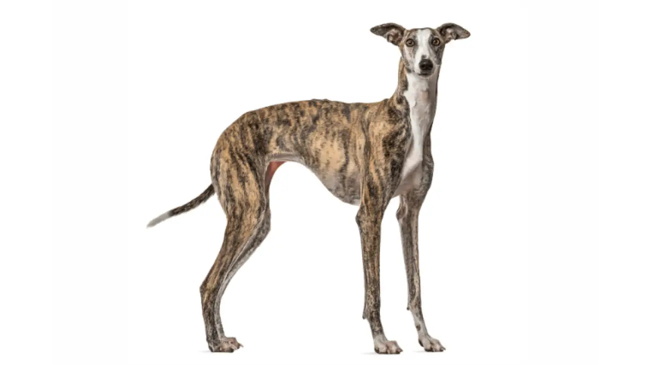 Spanish Greyhound 2