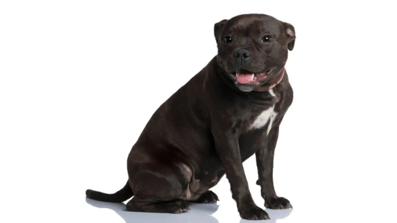 Staffordshire Bull Terrier | Dog Breed Info, Guide & Care