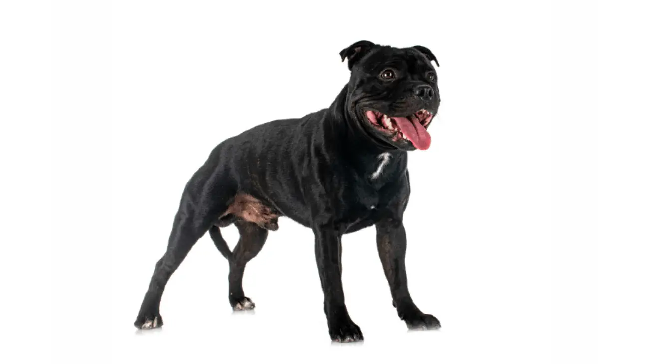 Staffordshire Bull Terrier | Dog Breed Info, Guide & Care