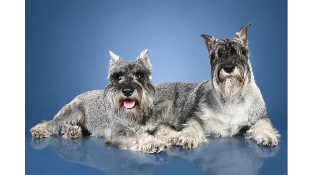 Schnauzer medio