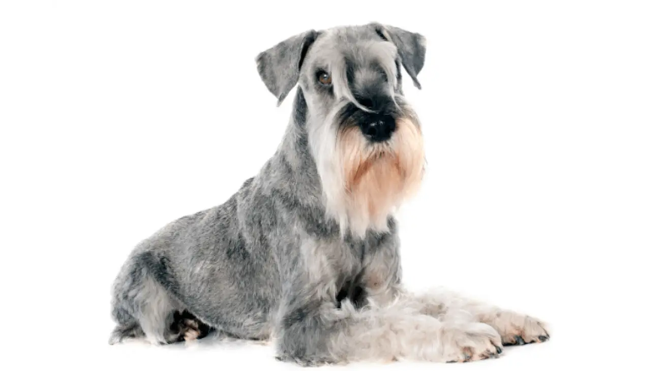 Schnauzer medio 3