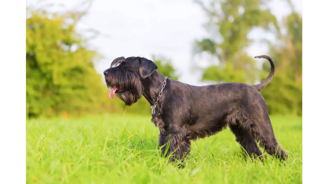 Schnauzer medio 0