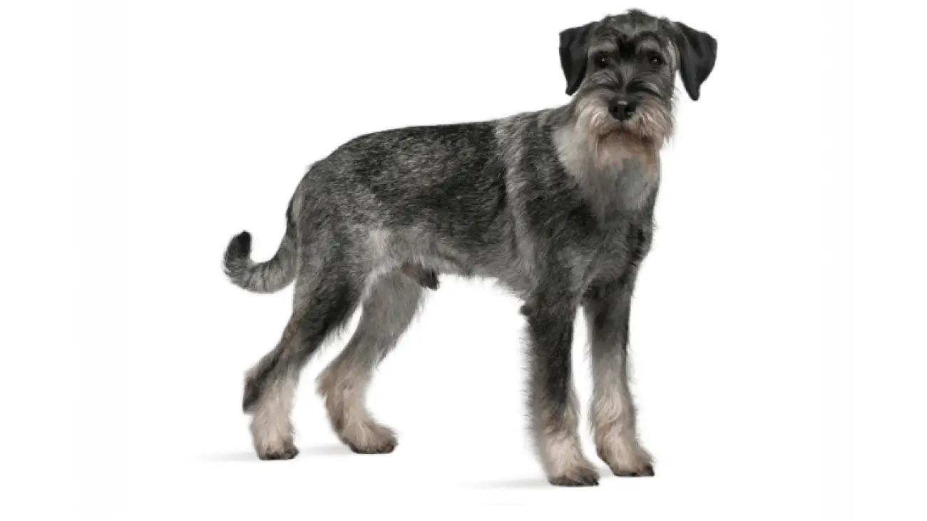 Standard Schnauzer 1