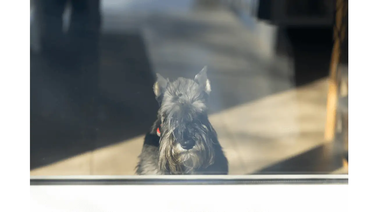 Schnauzer medio 2