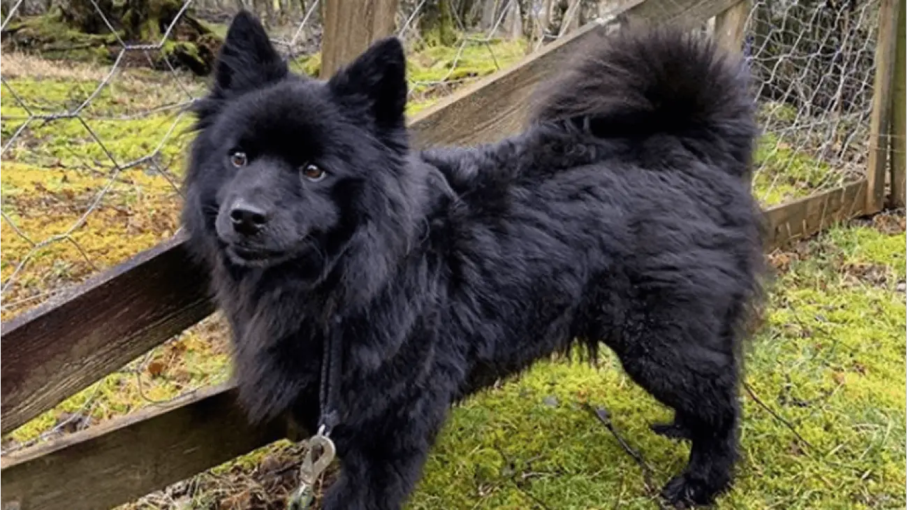 Swedish Lapphund